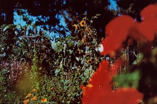 Pat Martin, 'Butterfly Garden', (2024)
